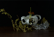 蓮井幹生作品展「無常花」