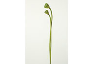 鞆岡隆史「花木」写真展