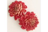 デジタル一眼レフカメラの基本ワークショップ